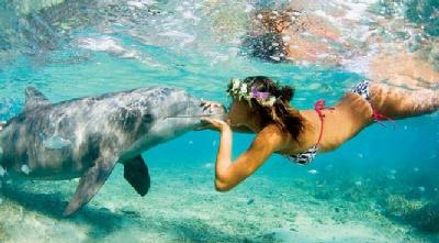 The Dolphinarium