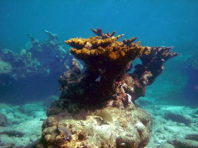 Coral Beach